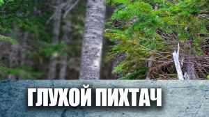 Пихтач 2021.mp4