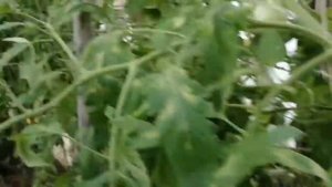 томаты жиголо и  томаты казанова