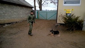 Немецкая овчарка дрессировка и обучение
