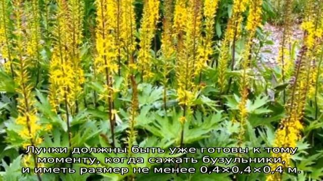 Бузульник Пржевальского: описание, посадка и уход