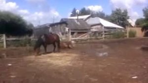 Мой домашний бегемот :)