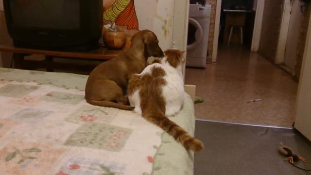 Моя такса Тайга 2 месяца смотреть онлайн