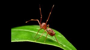 Is Olympus 60mm F2.8 The Best Macro Lens?