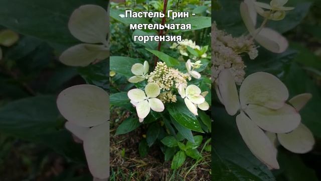 Пастель Грин - метельчатая гортензия. ?