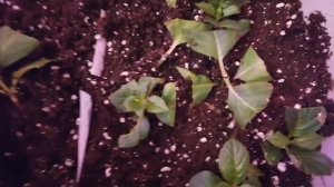 25 марта 2023г. Рассаживаю крупнолистные гортензии Мари Перфекту и Фаболо Блю.