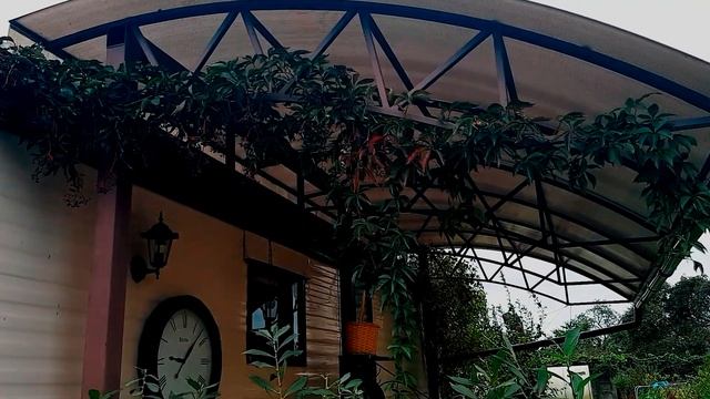 КАК ЛЕГКО ДЕВИЧИЙ ВИНОГРАД ПОМОЖЕТ ЗАДЕКОРИРОВАТЬ все! смотреть онлайн