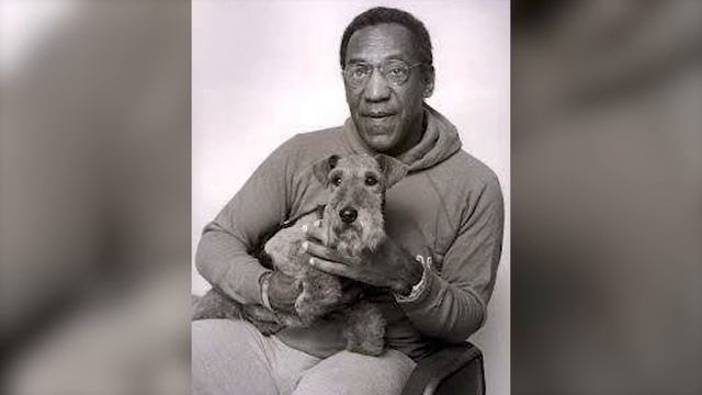 Lakeland Terrier - Top 10 Facts смотреть онлайн