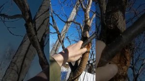 Обрезка сливы 10 лет (продолжение)