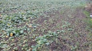 Запуск Квадрокоптера Первый опыт