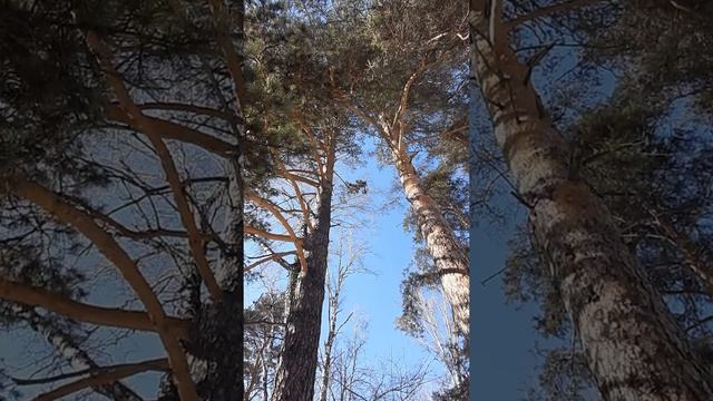 Звуки и тишина природы. смотреть онлайн