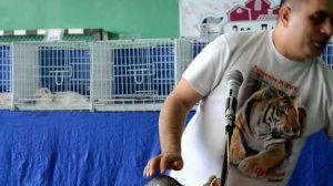 Выставка кошек: Канадский сфинкс / Sphynx Breeder