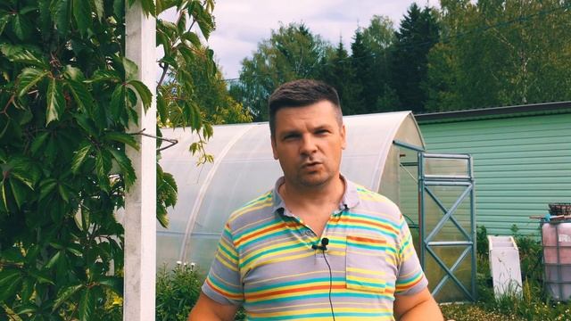 Выращивание арбузов и дынь в теплице в Подмосковье
