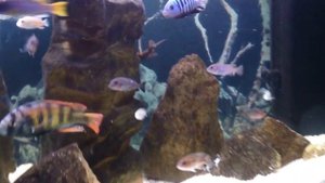African Cichlid Tank-Crushed Coral Sand & Sandstone that i carved with an angle grinder!  :-)