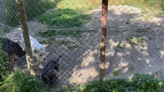 Кане-корсо 3 месяца Тад! Алабай 4,5 месяцев Акбар! Немецкая овчарка 3,5 месяцев Фалько! Друзья ! смотреть онлайн