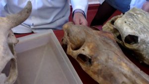 Анатомия животных. Череп. Часть 1