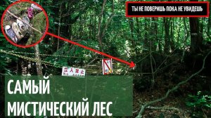 Лес самоубийц _ Аокигахара _ Япония_ Почему туда лучше не ходить _ не сворачивай.
