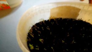 Пропагатор для рассады Seedling propagator Mini solar
