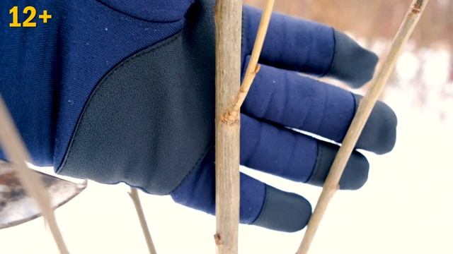 Уход за деревьями и кустарниками. Как правильно делать замещающий срез