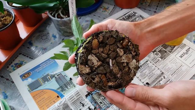 Replantare Solanum (Marul iubirii) смотреть онлайн