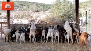 козёл и коза звуки и голоса , проект изучаем голоса и звуки животных