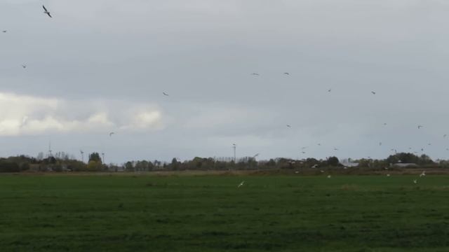 Möwenballett seagull ballett Canon Powershot SX50 HS смотреть онлайн