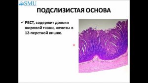 Гистология тонкой и толстой кишки