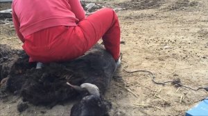 Настраиваем машинку мсу-200 и погнали  стрижка началась !!