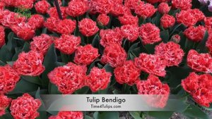 Tulip Bendigo | Time4Tulips.com