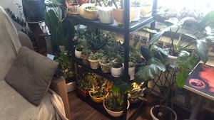 Растения в доме. Обзор цветочной комнаты 2