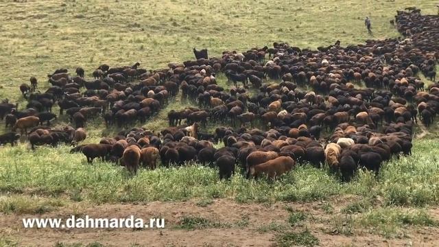 Гиссарские овцы и саги дахмарда, овцематки и ягнята дахмарда Бобокалона смотреть онлайн