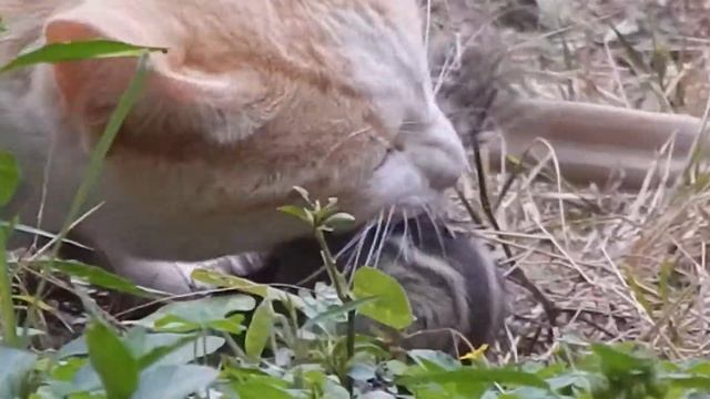 Recorded from Nikon L 820 by Vivek Bhat смотреть онлайн