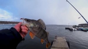 НЕ ОЖИДАЛ ТАКОГО!!! ОТЛИЧНЫЙ КЛЕВ ОКУНЯ НА МИКРОДЖИГ!!!