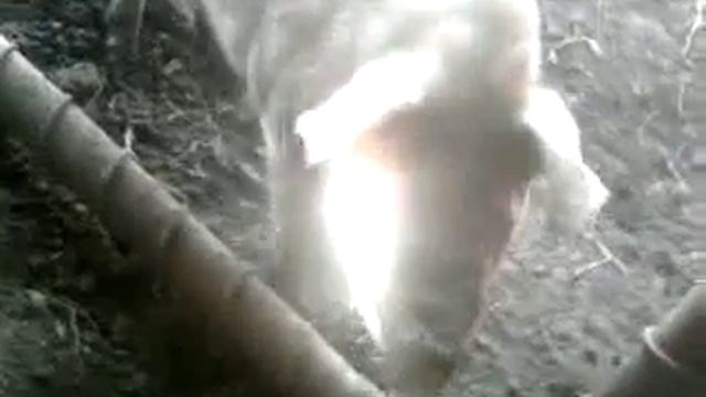 Кабан Янукович смотреть онлайн