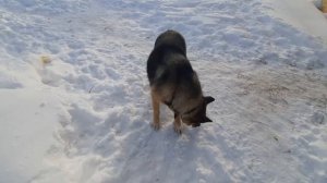 Пёс Петя и его подруга Бекки🐕🐾 ПАРК ЗЕМЛЯ ПРАЙДА❄️