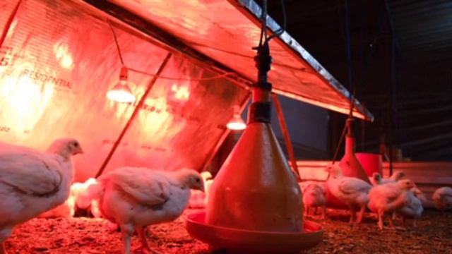 СИМПТОМЫ И ЛЕЧЕНИЕ ПТИЦ. смотреть онлайн