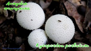 Дождевик съедобный или Дождевик жемчужный | Lycoperdon perlatum