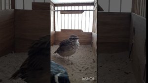 Осенняя песня лесного жаворонка юлы. Запись 24.11.2023.