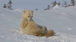 , ЗАПЛУТАЛИ МИШКИ, ЗАПЛУТАЛИ