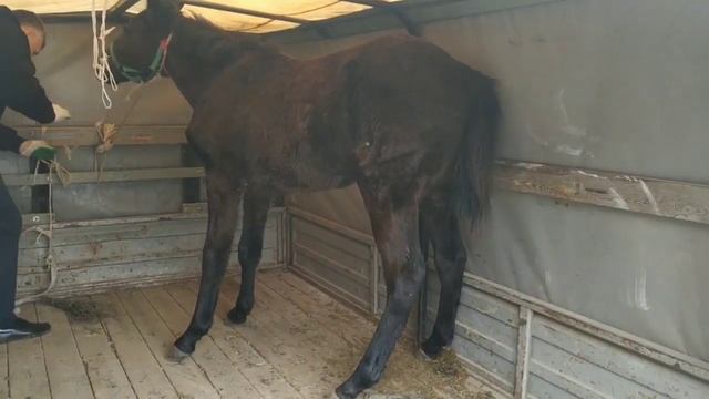 Купил Английского Жеребенка. История Взросления Коня. Моя Лошадь #1 Чечня смотреть онлайн