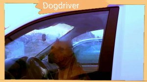 Dogdriver