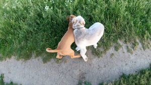 пибуль против алабай.m4v