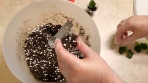 Размножение фиалки листом. Эксперимент: Где листья фиалки дадут быстрее корни в воде или в субстрат