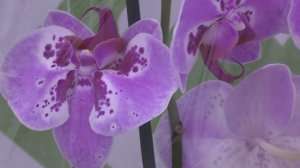 Лучше завоза может быть только новый завоз орхидей! Орхидеи в ТЦ "Твой дом" (26 июня)