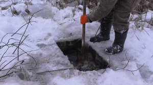 УСТАНОВКА КАПКАНОВ КП 320 НА БОБРА С ПРИМАНКОЙ