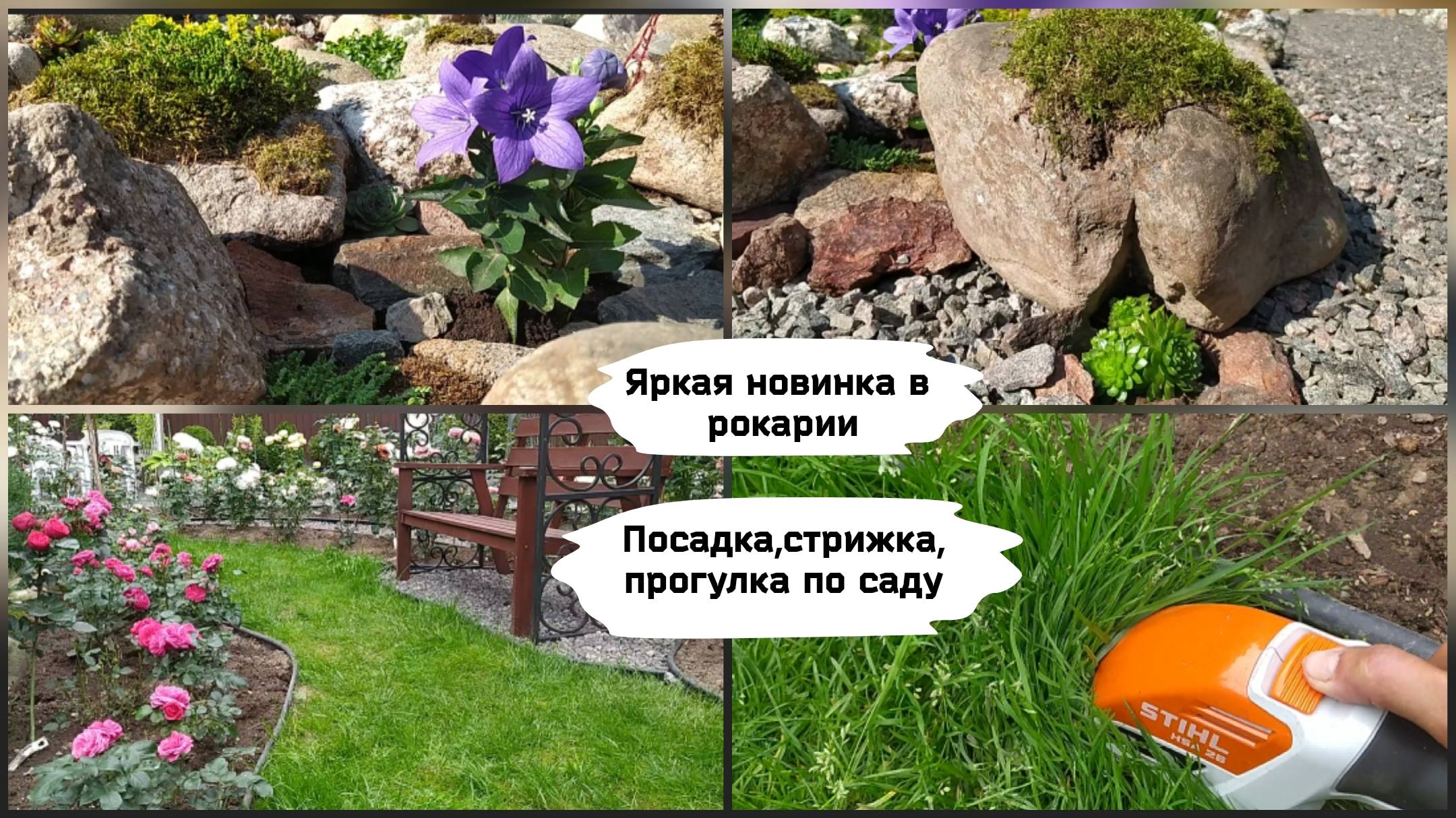 Яркая новинка в рокарии.Посадка, стрижка, прогулка по саду.
 (сентябрь 2022 г.)