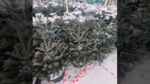 ЕЛЬ КОЛЮЧАЯ СУПЕР БЛЮ СИДЛИНГ | PICEA PUNGENS SUPER BLUE SEEDLING
