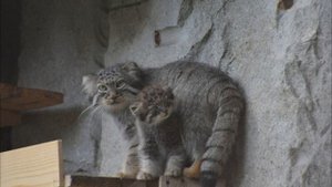 Интересные факты о Мануле. Можно ли держать дома?Грозный хищник Манул.