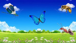 Формирование целостной картины мира: насекомые. Занятие от Солоповой Екатерины Владимировны