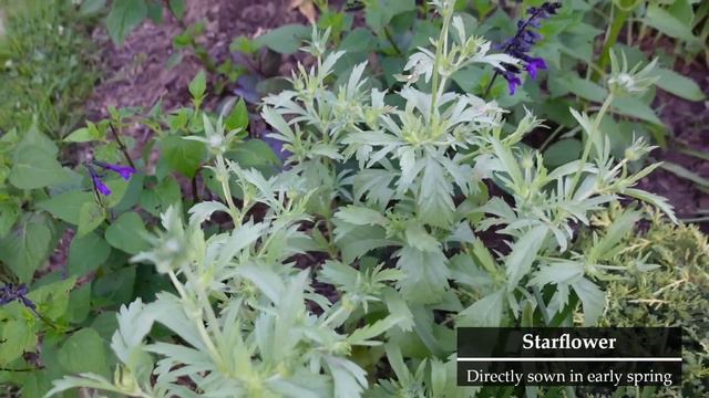 Cool Flowers Garden Tour // Cut Flower Garden Hardy Annuals // Northlawn Flower Farm смотреть онлайн