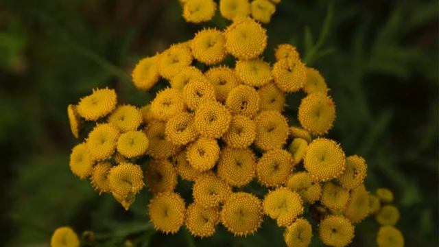 НЕПРИЯТНЫЙ ЗАПАХ ИЗО РТА ИЗ-ЗА ПАРАЗИТОВ В КИШЕЧНИКЕ? ЭТИ "УБИЙЦЫ" ВЫЙДУТ КОМОМ! смотреть онлайн